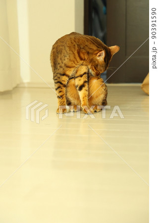 ヒョウ柄がとても綺麗なまだあどけない顔のベンガル 90391590