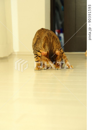 ヒョウ柄がとても綺麗なまだあどけない顔のベンガル 90391593