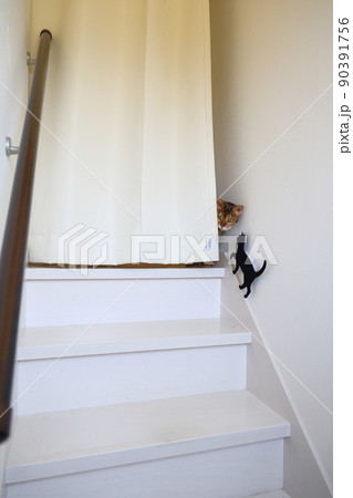 ヒョウ柄がとても綺麗なまだあどけない顔のベンガル 90391756