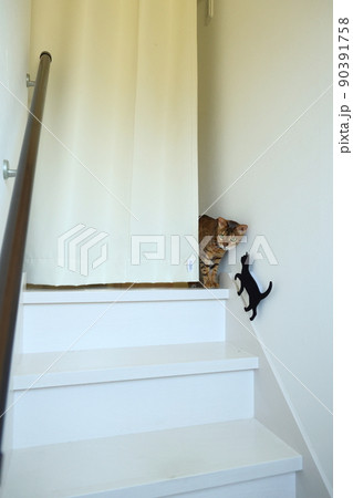 ヒョウ柄がとても綺麗なまだあどけない顔のベンガル 90391758