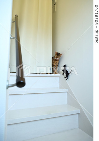 ヒョウ柄がとても綺麗なまだあどけない顔のベンガル 90391760