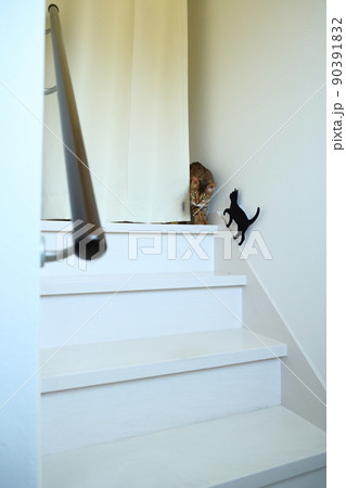 ヒョウ柄がとても綺麗なまだあどけない顔のベンガル 90391832