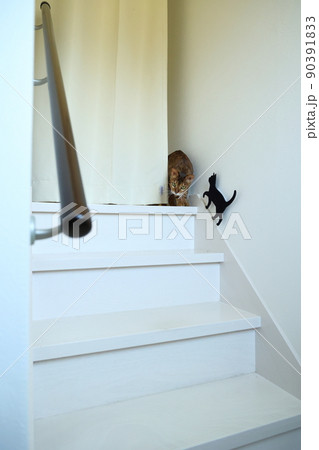 ヒョウ柄がとても綺麗なまだあどけない顔のベンガル 90391833