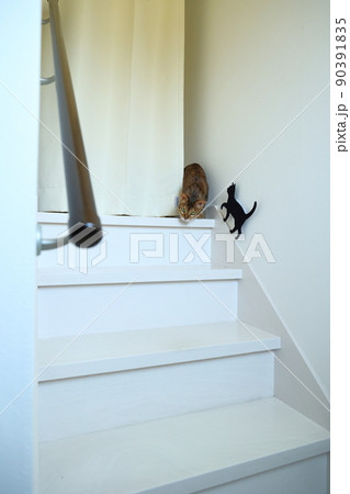 ヒョウ柄がとても綺麗なまだあどけない顔のベンガル 90391835