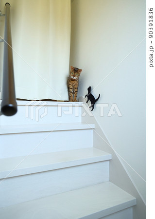 ヒョウ柄がとても綺麗なまだあどけない顔のベンガル 90391836