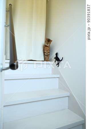 ヒョウ柄がとても綺麗なまだあどけない顔のベンガル 90391837