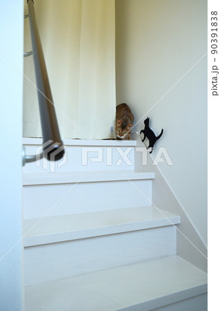 ヒョウ柄がとても綺麗なまだあどけない顔のベンガル 90391838