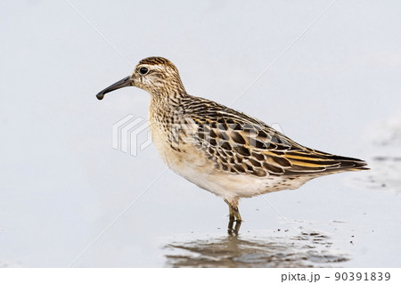 ウズラシギ幼鳥 ウズラシギ幼鳥 90391839