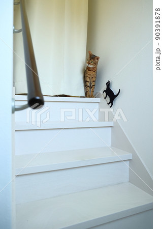 ヒョウ柄がとても綺麗なまだあどけない顔のベンガル 90391878