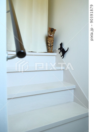 ヒョウ柄がとても綺麗なまだあどけない顔のベンガル 90391879