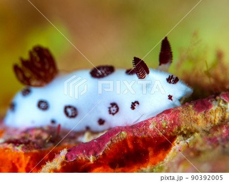 ブチウミウシ 90392005