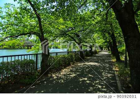 大阪　北区　大川沿いの散歩道 90392031