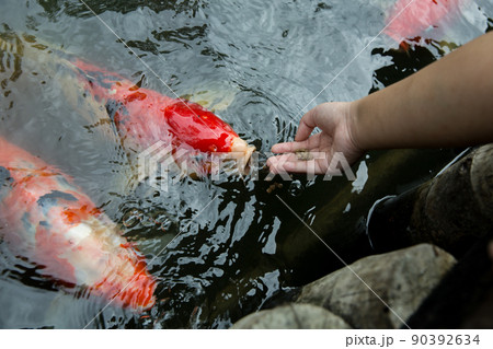 Top view of feed the japan koi or fancy crap with fresh milk, focus selective. Top view of feed the japan koi or fancy crap with fresh milk, focus selective. 90392634