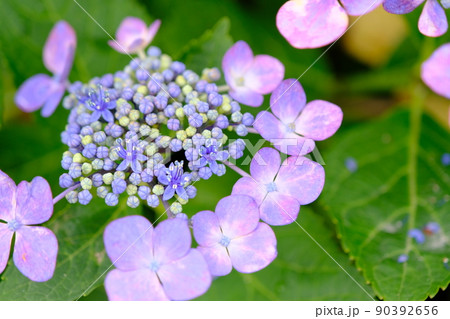 額紫陽花 90392656