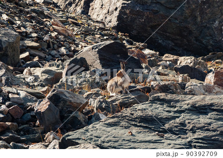 Well-fed brown hare sits on rocks in the wild. Mountain Hare (Lepus Timidus) in the natural habitat. Wild hare. Well-fed brown hare sits on rocks in the wild. Mountain Hare (Lepus Timidus) in the natural habitat. Wild hare. 90392709