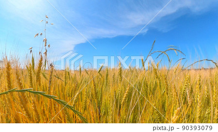 麦畑の麦秋 実りの初夏 小麦 大麦 麦畑の麦秋 実りの初夏 小麦 大麦 90393079