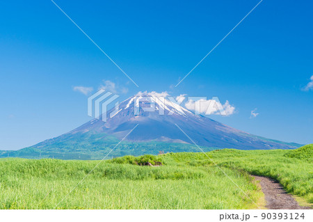 (静岡県)草原と富士山 (静岡県)草原と富士山 90393124
