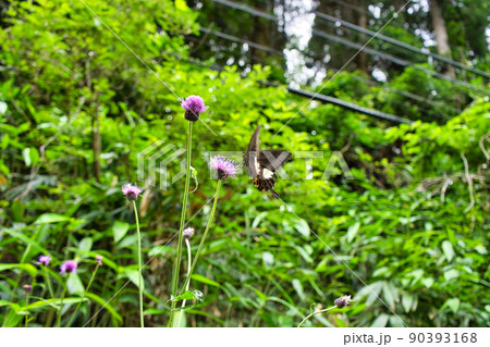 モンキアゲハ　富山県高岡市の山中 90393168
