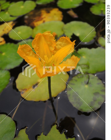 アサザの花 アサザの花 90393239