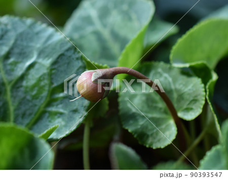 種が実ったガーデンシクラメン、成長したシクラメンの実 90393547