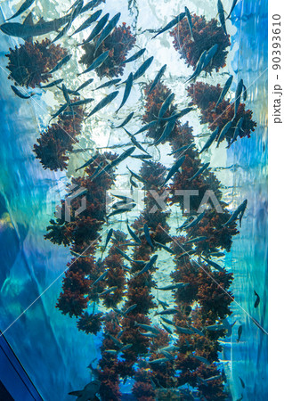 マボヤのもり 仙台うみの杜水族館(宮城県仙台市) マボヤのもり 仙台うみの杜水族館(宮城県仙台市) 90393610