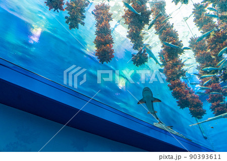 マボヤのもり 仙台うみの杜水族館(宮城県仙台市) マボヤのもり 仙台うみの杜水族館(宮城県仙台市) 90393611