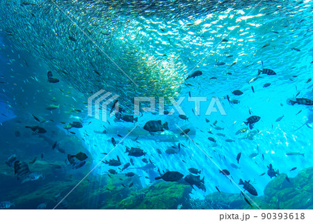 仙台うみの杜水族館の大水槽　いのちきらめくうみ（宮城県仙台市） 90393618