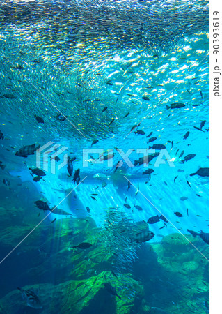 仙台うみの杜水族館の大水槽 いのちきらめくうみ(宮城県仙台市) 仙台うみの杜水族館の大水槽 いのちきらめくうみ(宮城県仙台市) 90393619