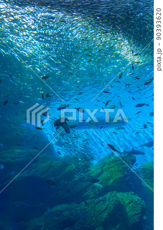 仙台うみの杜水族館の大水槽　いのちきらめくうみ（宮城県仙台市） 90393620