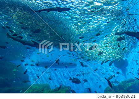 仙台うみの杜水族館の大水槽　いのちきらめくうみ（宮城県仙台市） 90393621