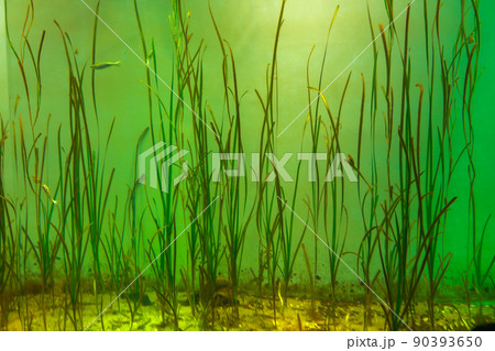 アマモ　あまも　海藻 90393650