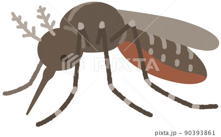 ヒトスジシマカ 90393861