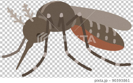 ヒトスジシマカ 90393861