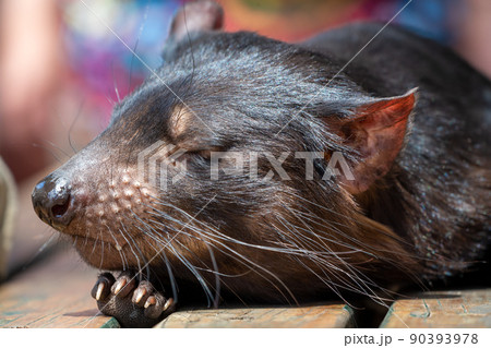 オーストラリアのボノロング野生動物園のタスマニアデビルがテーブルの上に寝そべっている 90393978