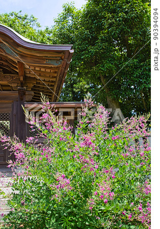 称念寺ー明智光秀ゆかりの地 称念寺ー明智光秀ゆかりの地 90394094