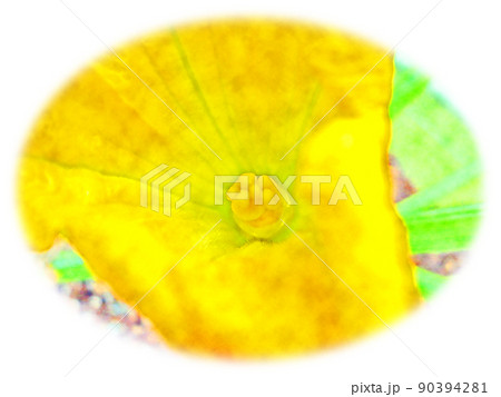 開花した「ズッキーニの花」水彩画風  絵手紙 90394281