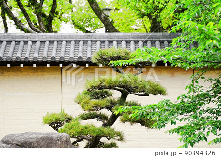 兵庫　西宮　西宮神社　大練塀と松（初夏） 90394326