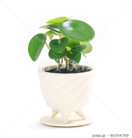 観葉植物、ペペロミア・ジェイドの鉢植え【白背景】 観葉植物、ペペロミア・ジェイドの鉢植え【白背景】 90394709