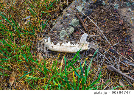 lower jaw of a dog on the grass in the forest lower jaw of a dog on the grass in the forest 90394747