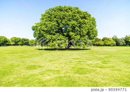 緑と青空の広がる風景 90394771