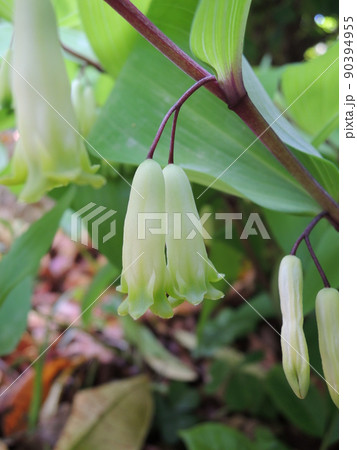 アマドコロの花 アマドコロの花 90394955