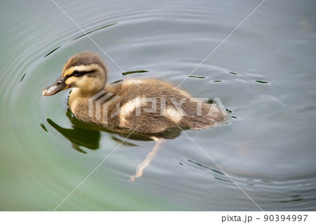 とある公園のカルガモの親子 とある公園のカルガモの親子 90394997