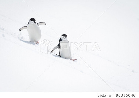 Two chinstrap penguins sliding down snowy hill 90395046