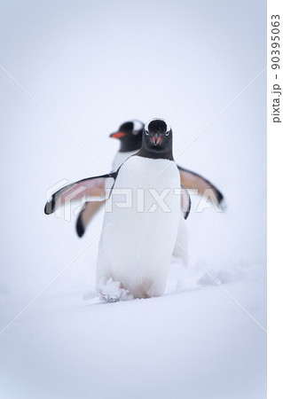 Two gentoo penguins waddle down slope together Two gentoo penguins waddle down slope together 90395063