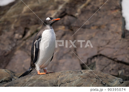Wet gentoo penguin stands on sunlit rock Wet gentoo penguin stands on sunlit rock 90395074
