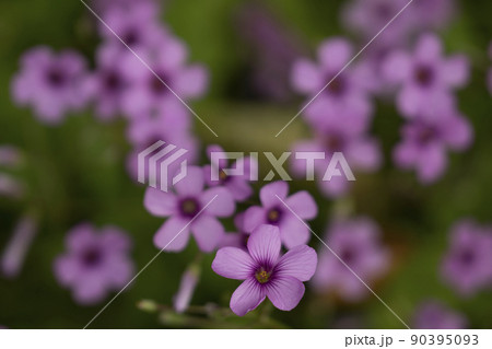 路地裏に咲く花 イモカタバミ 路地裏に咲く花 イモカタバミ 90395093