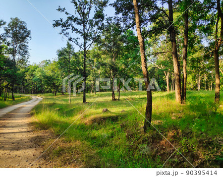 A path in a tropical forest in a national park in India A path in a tropical forest in a national park in India 90395414