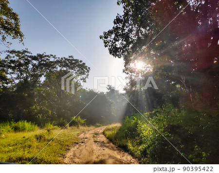 A path in a tropical forest in a national park in India 90395422