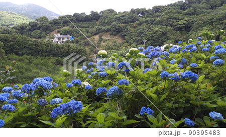 沖縄 あじさい園 沖縄 あじさい園 90395483