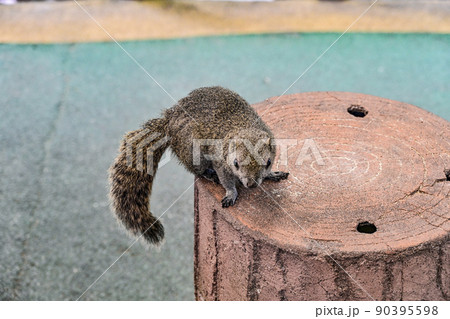 タイワンリス 90395598